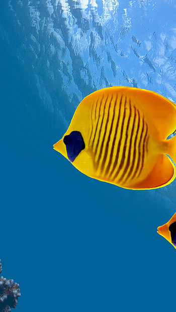 Deep-sea diving thrill, Costa Rica adventure, World's best sites, Stunning HD phone wallpaper