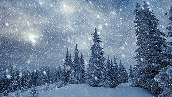 Forest, Snowfall HD wallpaper