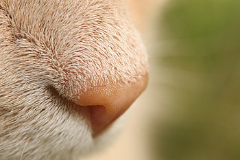 Tiny Beauty , summer, cat, red, nose HD wallpaper