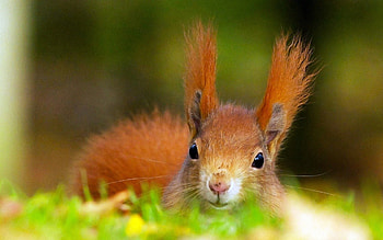 Animals, Squirrel, Fluffy, Redhead, Ears, Head HD wallpaper