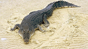 Crocodylus porosus, Crocodiles HD wallpaper