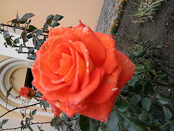 R�zsa, natur, rose, virag, orange HD wallpaper