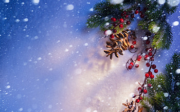 Winter, Fir-Trees HD wallpaper