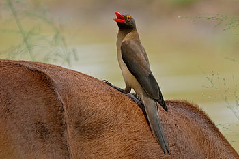 Red Billed Oxpecker, bird, billed, oxpecker, red HD wallpaper