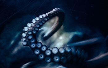 Macro, Movement, Traffic, Tentacles, Suction Cups, Suckers HD wallpaper