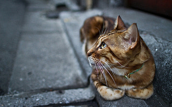 Animals, Cat, To Lie Down, Lie, Beautiful, Street HD wallpaper
