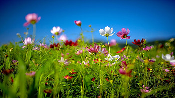 flower , Mickey Mouse art, Floral beauty, Stunning colors HD wallpaper