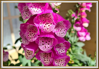 FOXGLOVE FLOWERS, PRETTY, NATURE, FLOWERS HD wallpaper