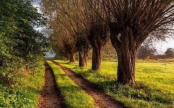 Road in Poland, trees, road, Poland, path HD wallpaper