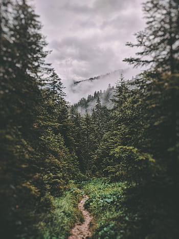 Mystical forest path surrounded by towering conifers in Schwangau, Germany on a foggy day. HD phone wallpaper