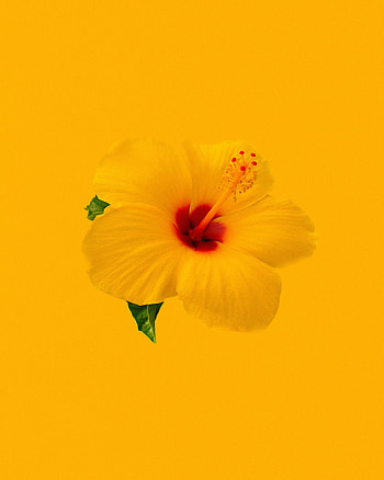 Flowers, Flower, Minimalism, Hibiscus HD phone wallpaper