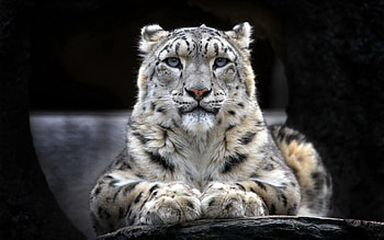 Snow Leopard 2, snow-leopard, animals, predator HD wallpaper