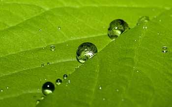 Background, Leaves, Drops HD wallpaper