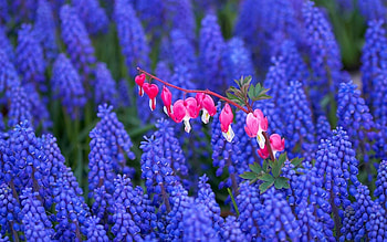 Plants, Flowers HD wallpaper