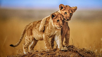 Captivating animal cubs, Striking , Samantha's post, Wildlife wonders HD wallpaper