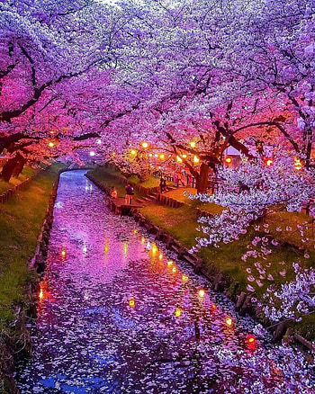 Japan, magenta, art HD phone wallpaper