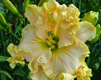 Lovely Flower, nature, yellow, flower, lily HD wallpaper