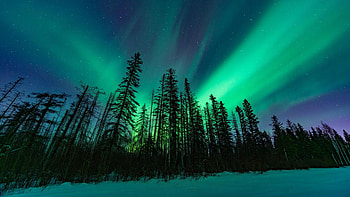 Northern Lights over the boreal forest in Northern Alberta, canada, winter, snow, landscape, colors, trees, sky HD wallpaper