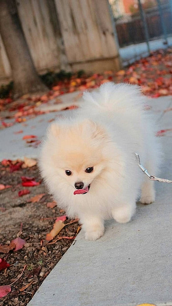 Pomeranian Dog, White HD phone wallpaper