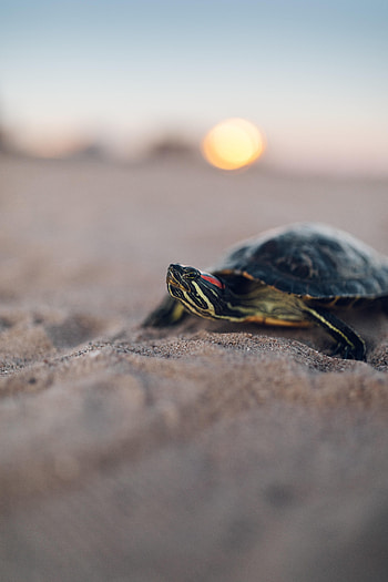 Animals, Sand, Blur, Smooth, Carapace, Shell, Turtle HD phone wallpaper