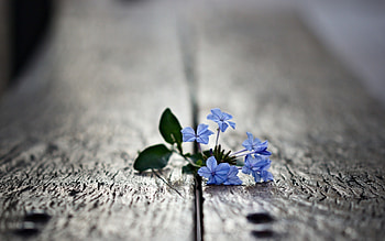 Plants, Flowers, Objects HD wallpaper