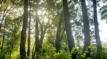 hidden trail sunlighted, sun, forest, green, tree HD wallpaper
