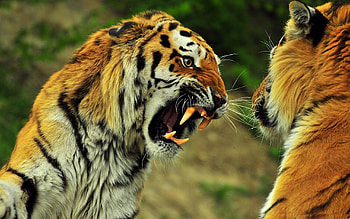 Amur tiger, Wild Animals HD wallpaper