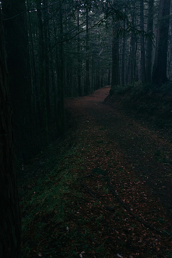 Nature, Trees, Road, Alley, Foliage HD phone wallpaper