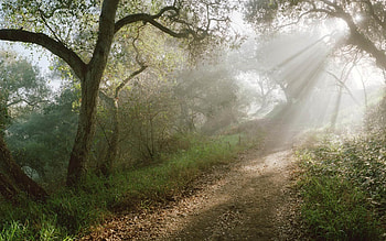 Nature, Trees, Shine, Light, Beams, Rays, Road, Forest, Slope HD wallpaper