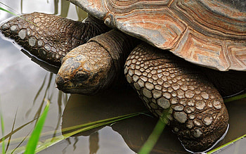 Animals, Water, Head, Carapace, Shell, Turtle HD wallpaper
