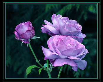 Rose of lavander, flowers, roses HD wallpaper