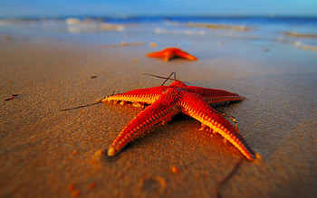 Starfish , Beach-themed backgrounds, Oceanic artwork, Marine life-inspired illustrations HD wallpaper