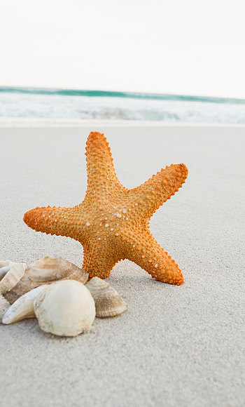 Starfish, Seashell , Sandy beach HD phone wallpaper