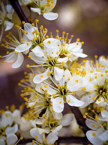 White-yellow flowers, blossom HD phone wallpaper