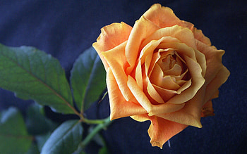 ڪےღڰۣ✿﻿ ღ❤ღ ڪےღڰۣ✿﻿, rose, beautiful, macro, flower HD wallpaper