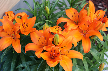 Flowers, Lilies, Bright HD wallpaper