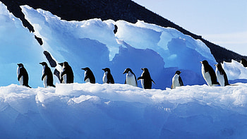 Antarctica birds, Penguin , mobile backgrounds HD wallpaper