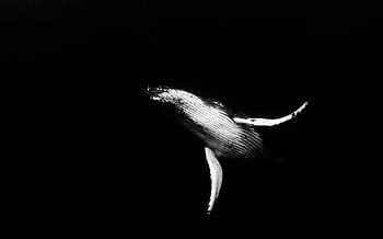 Black and white graph of a humpback whale swimming gracefully underwater in Tonga. HD wallpaper