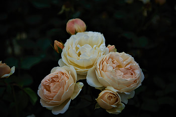 Yellow roses, branches, bloom, flowers HD wallpaper