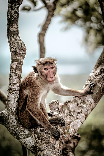 Animals, Wood, Tree, Monkey, Animal, Toque, Macaque HD phone wallpaper