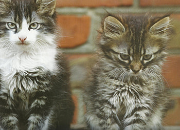 Buddies, kitten, cute, pet HD wallpaper