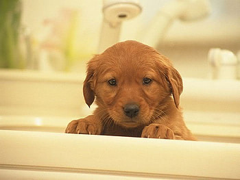 Caramel puppy, animal, dog, puppy, caramel, pet HD wallpaper