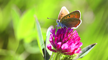 Brown Black Dots Butterfly Is Sitting On Purple Flower Petals In Green Blur Background Butterfly HD wallpaper
