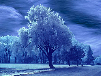Trees covered with snow, blue, winter, covered, frozen, cold, day, snow, clouds, trees, sky HD wallpaper