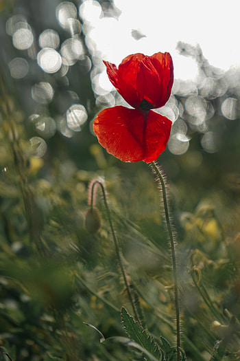 Flowers, Flower, Close-Up, Poppy HD phone wallpaper