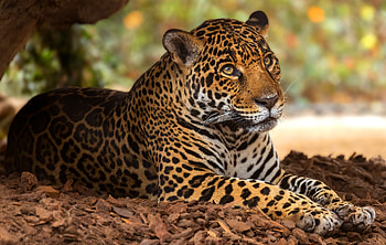 Jaguar Majesty — Ultra, Animal, jaguar HD wallpaper