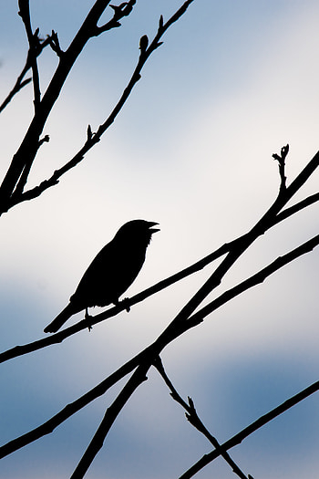 Animals, Sky, Silhouette, Bird HD phone wallpaper