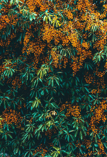 Flowers, Bush, Plant, Wood, Tree, Bloom, Flowering HD phone wallpaper
