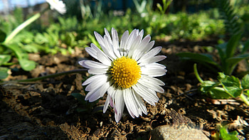 Flowers, Camomile, Flower, Lies, Greens, Earth, Land, Chamomile HD wallpaper