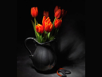 Red Flowers, beautiful, flowers, , red HD wallpaper